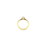 Marrakech Ring